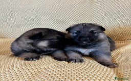 Shepsky dogs for sale: Gorgeous Shepsky pups (German shepherd x Husky) - Image 8