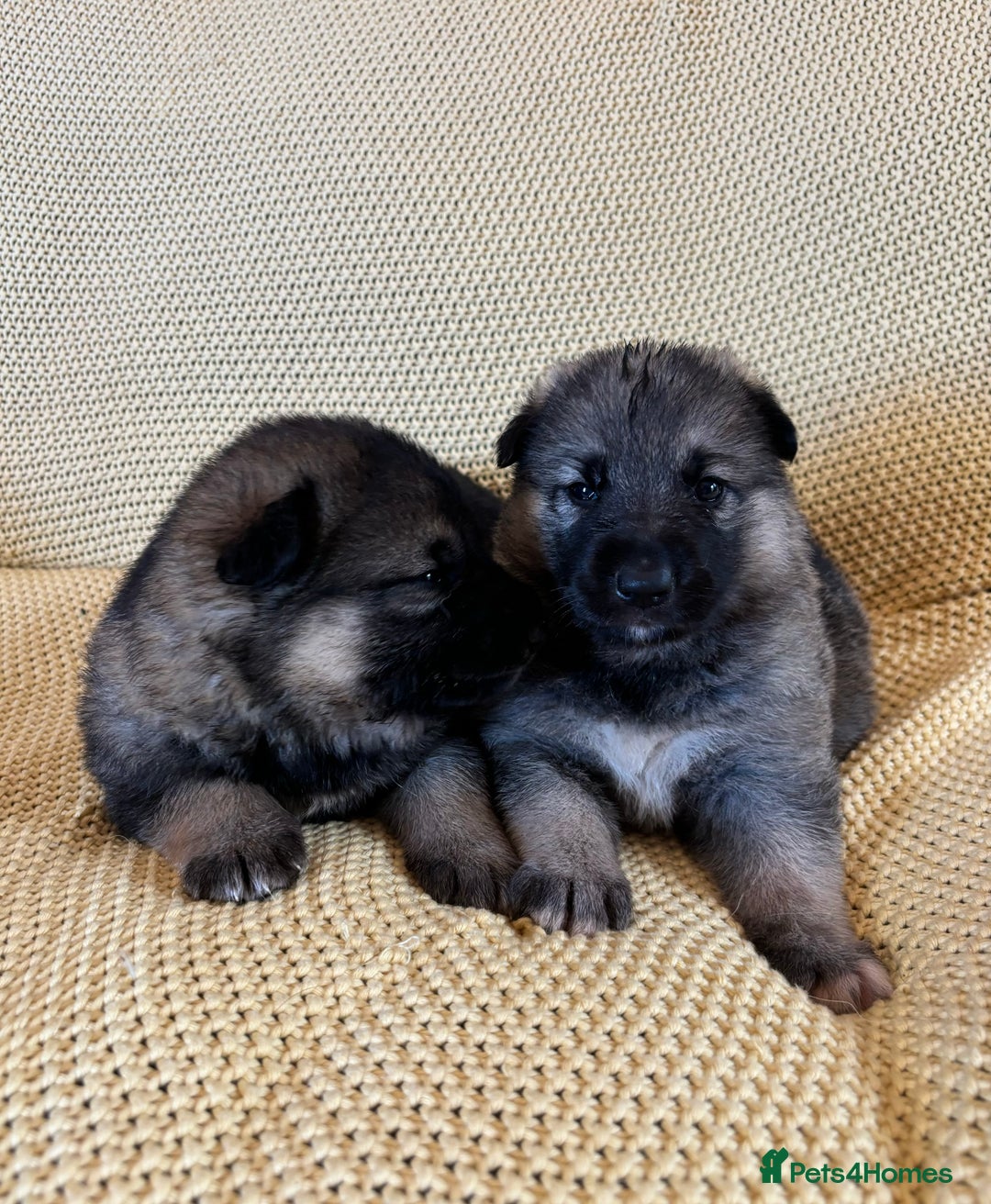 Shepsky dogs for sale: Gorgeous Shepsky pups (German shepherd x Husky) - Image 8