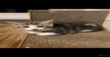 Maine Coon cats - Advert 4