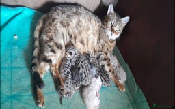 Bengal cats for sale: Stunning Bengal boys  - Image 10