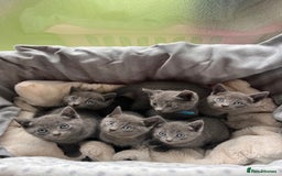 Russian Blue cats for sale: 🐾 Gorgeous Russian Blue Kittens for Sale 🐾 - Image 1
