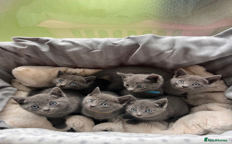 Russian Blue cats - Advert 1