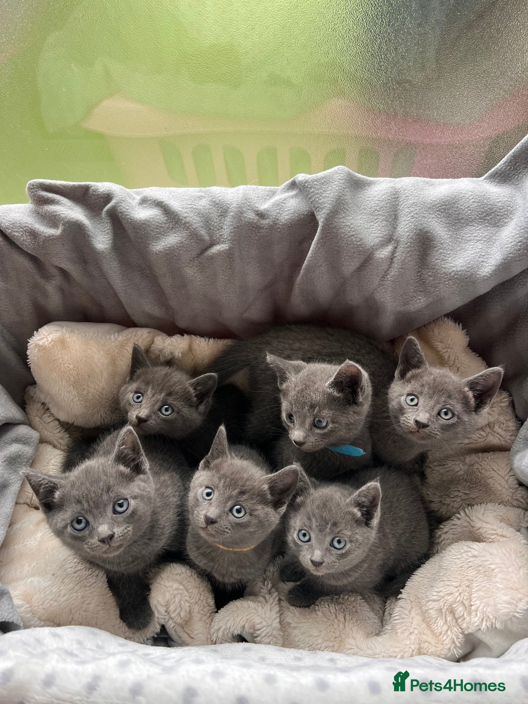 Russian Blue cats for sale: 🐾 Gorgeous Russian Blue Kittens for Sale 🐾 - Image 1