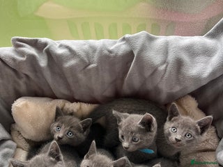 Russian Blue cats - Advert 29