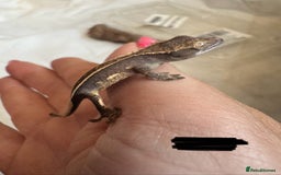 Gecko reptiles for sale: Baby crested geckos  - Image 10