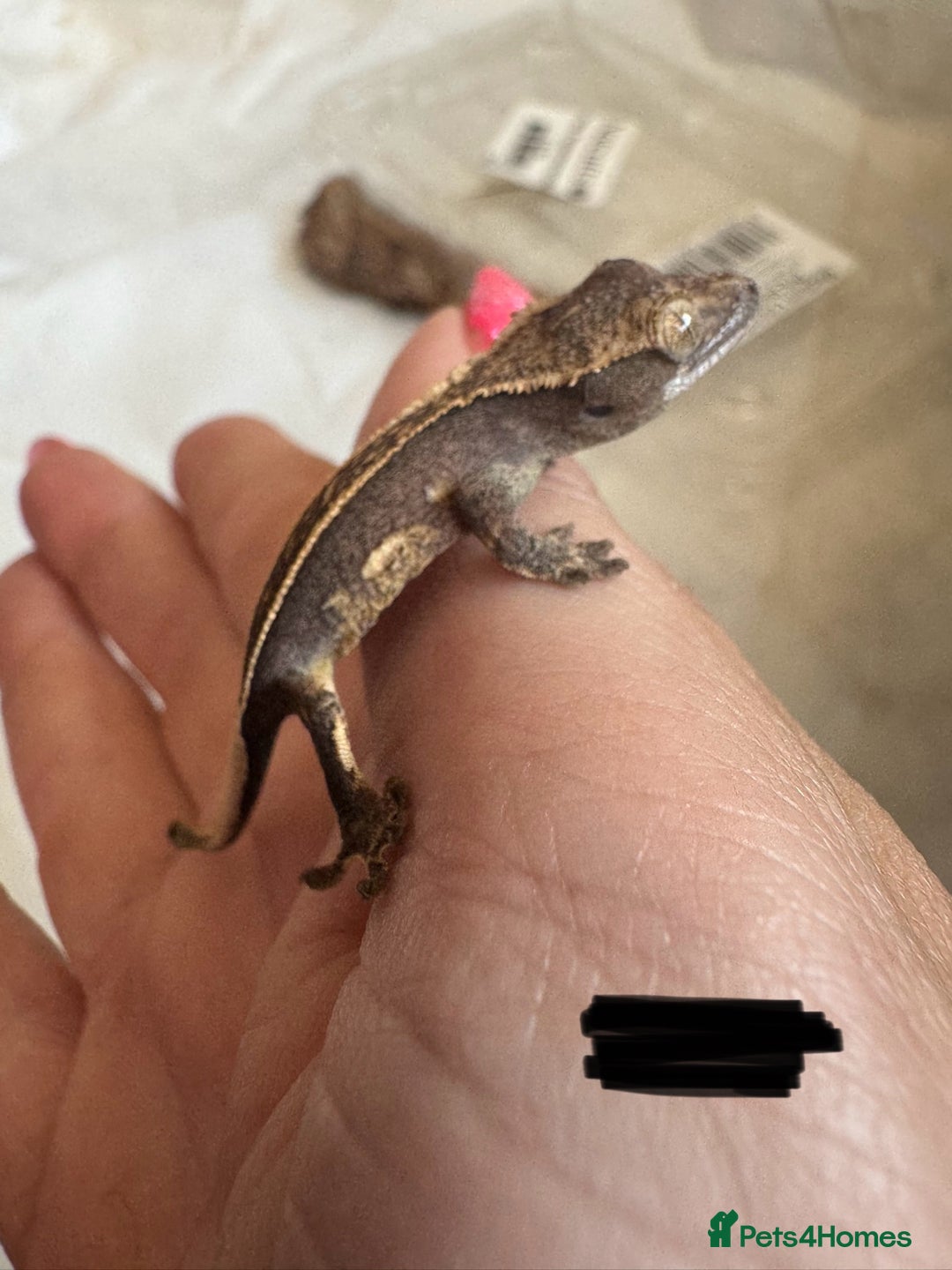 Gecko reptiles for sale: Baby crested geckos  - Image 10