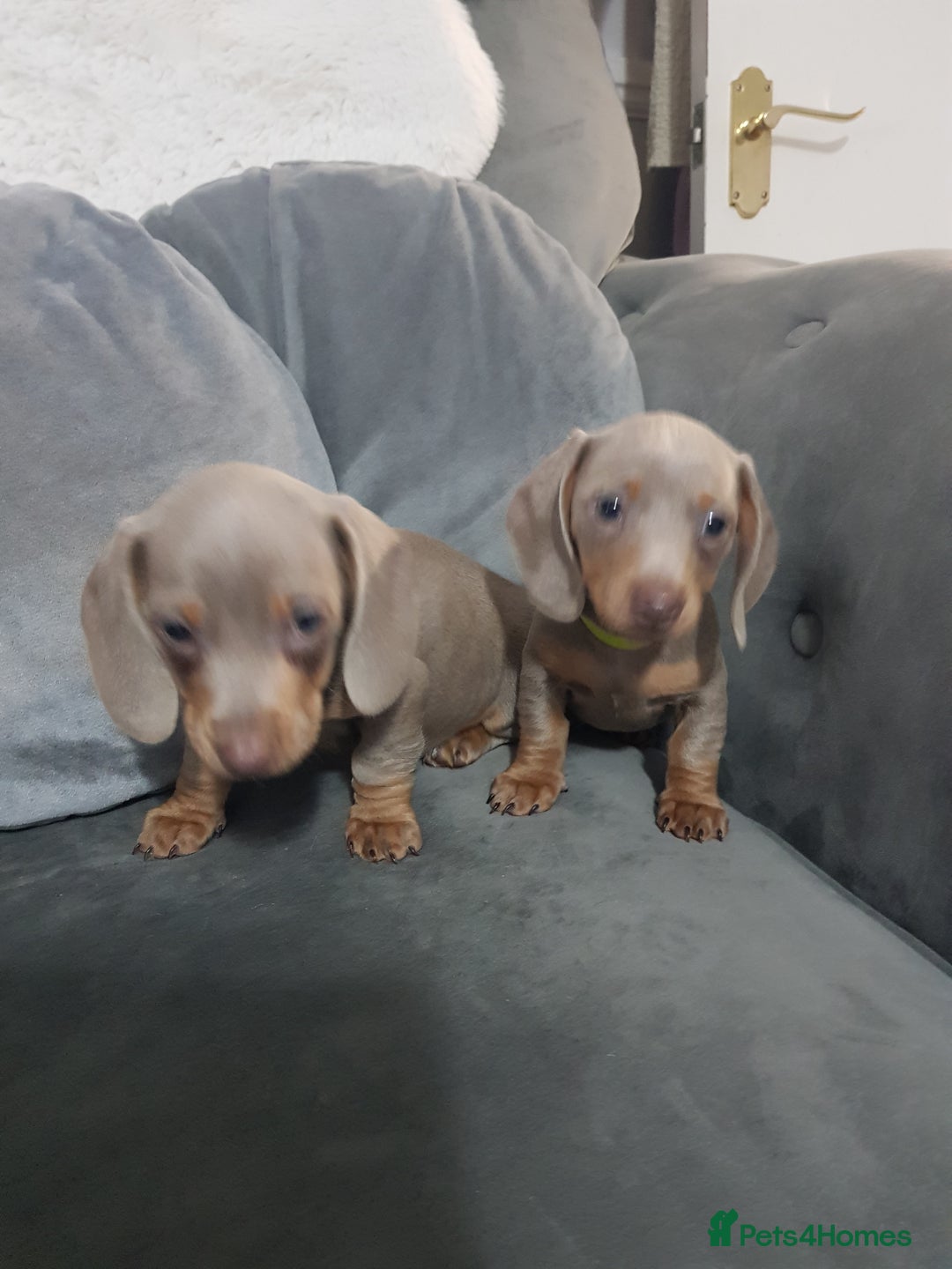 Miniature Dachshund dogs for sale: Miniature dachshund  - Advert 20