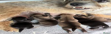 Border Terrier 2