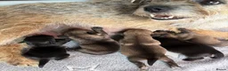 Border Terrier dogs for sale: Top Quality Border Terrier Pups from championline  in Whitchurch - Advert 3