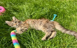 Maine Coon cats for sale: Pedigree Maine Coon kittens  - Image 9