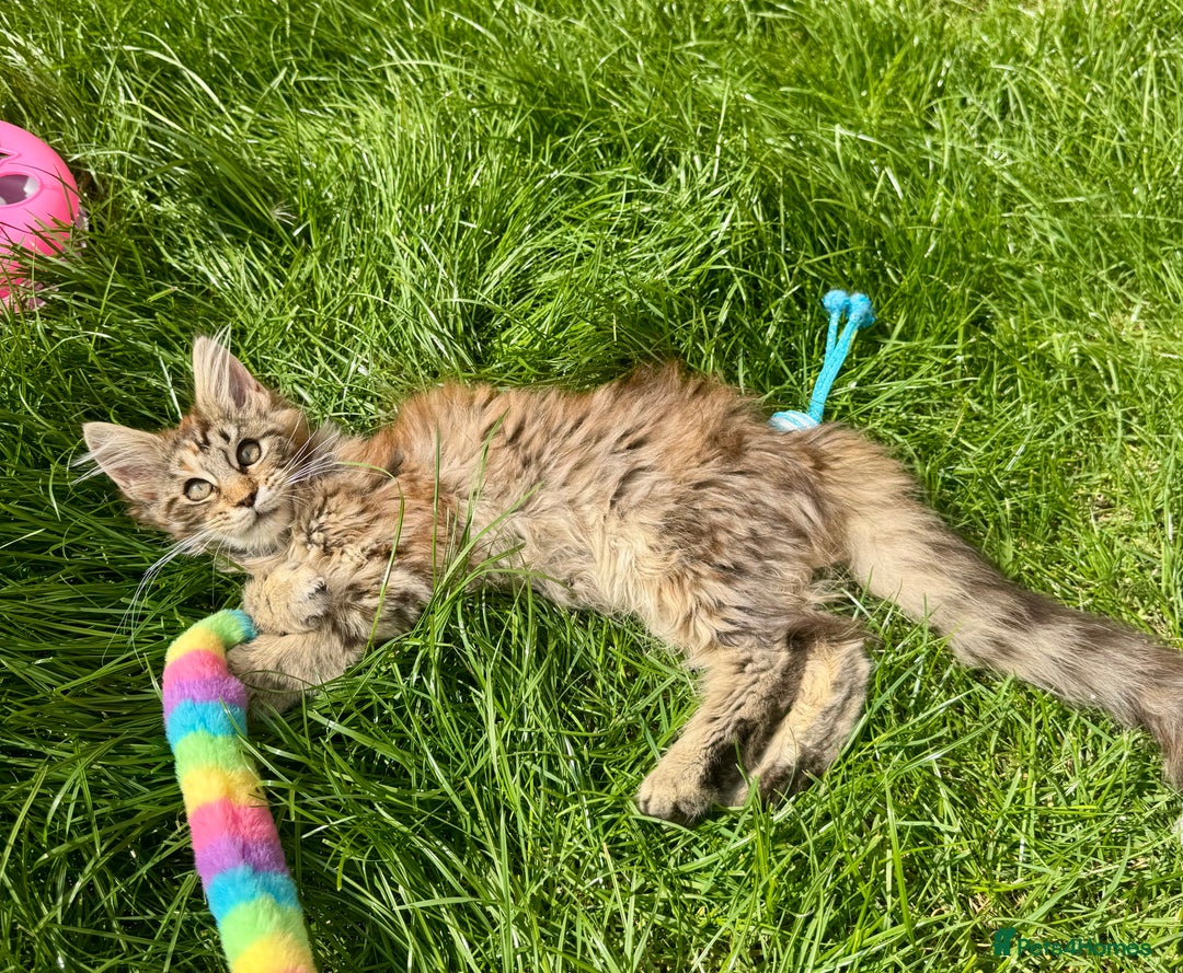 Maine Coon cats for sale: Pedigree Maine Coon kittens  - Image 9