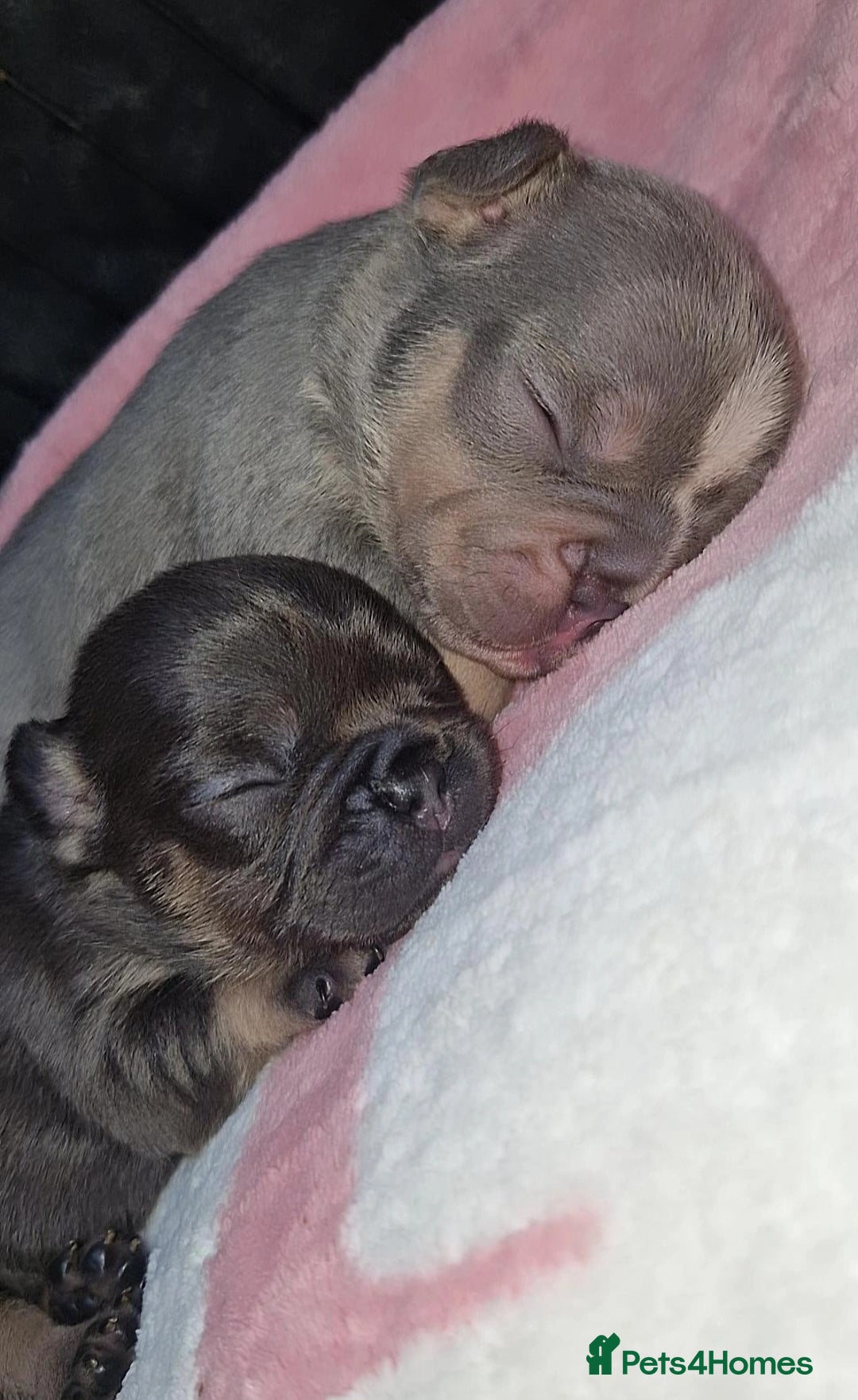 French Bulldog dogs for sale: Frenchie 🐾🐾 last little girl  - Advert 17