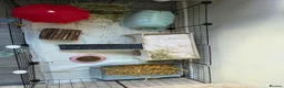 Guinea Pig rodents for sale: Bonded guinea pigs  - Advert 2