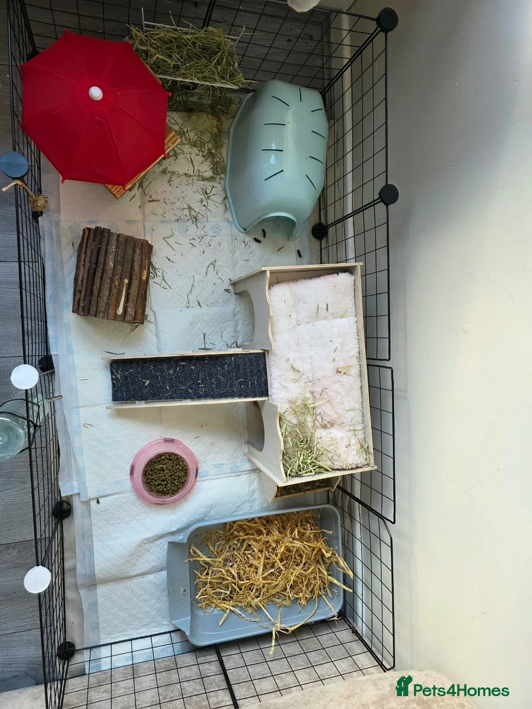 Guinea Pig rodents for sale: Bonded guinea pigs  - Advert 2