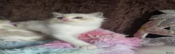 Ragdoll cats for sale: GCCF Registered Gorgeous Kittens  - Advert 18