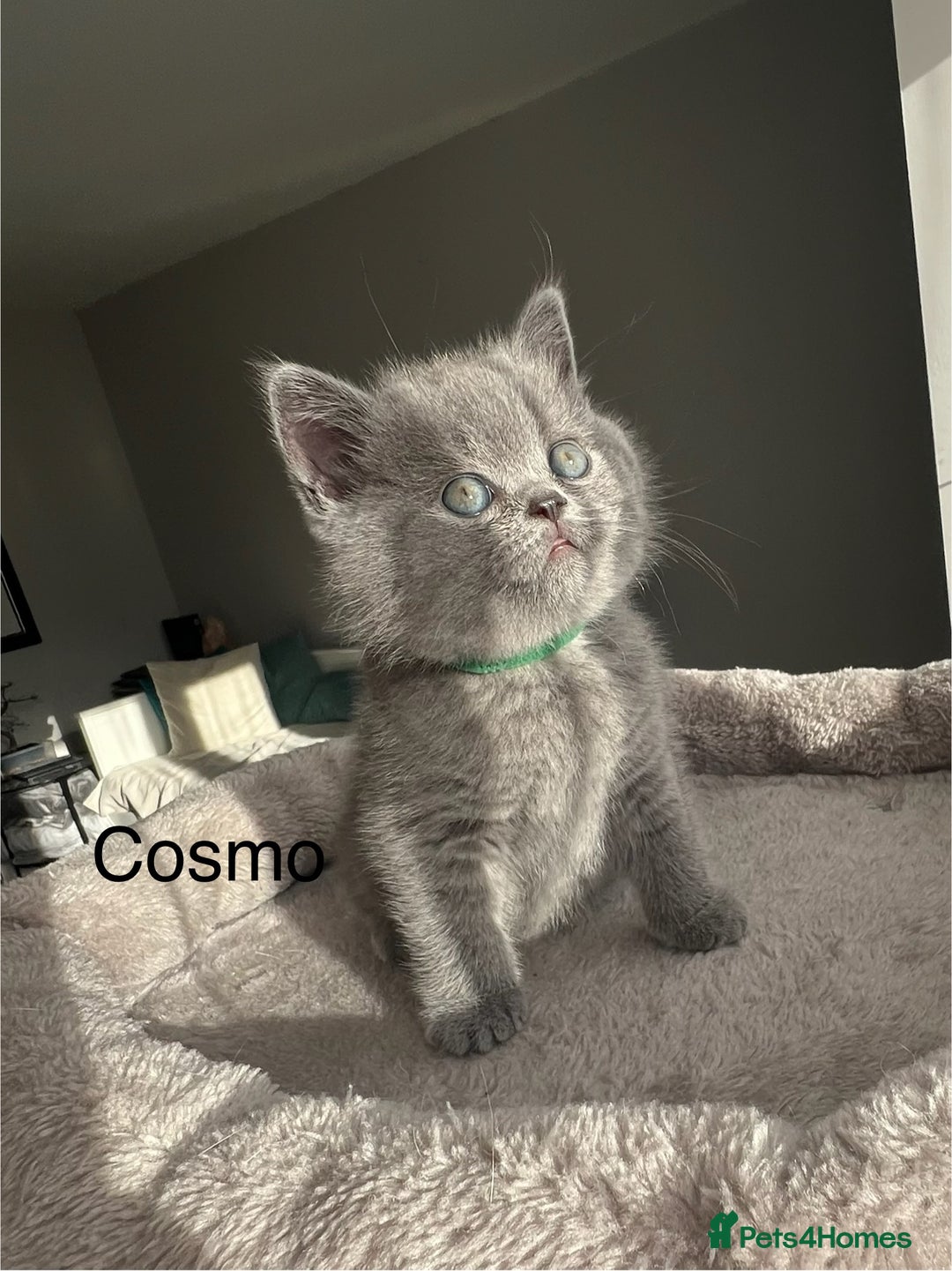 British Shorthair cats for sale: GCCF registered British Shorthair kittens  - Advert 16