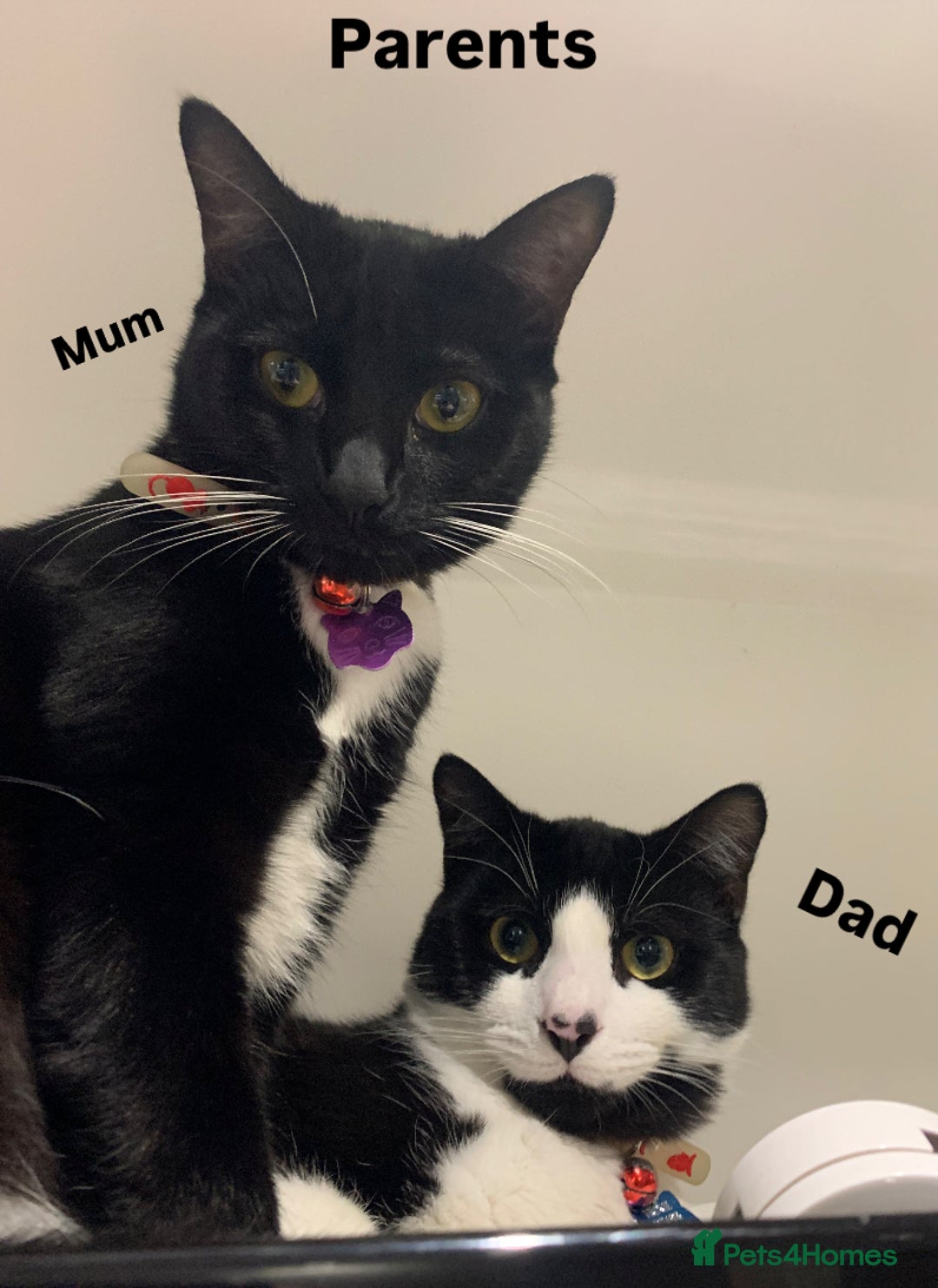Mixed Breed cats for sale: Ragdoll, Russian blue & tuxedo kitten - Image 9