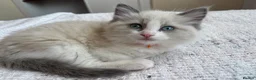 Ragdoll cats for sale: Adorable Ragdoll kittens looking for loving homes - Advert 3