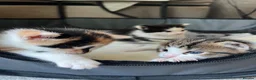 Mixed Breed cats for sale: Bengal/ mancoon mixed kittens in St. Neots - Advert 2