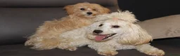 Maltipoo dogs for sale:  Beautiful Toy Maltipoo Girl F1 - Advert 4