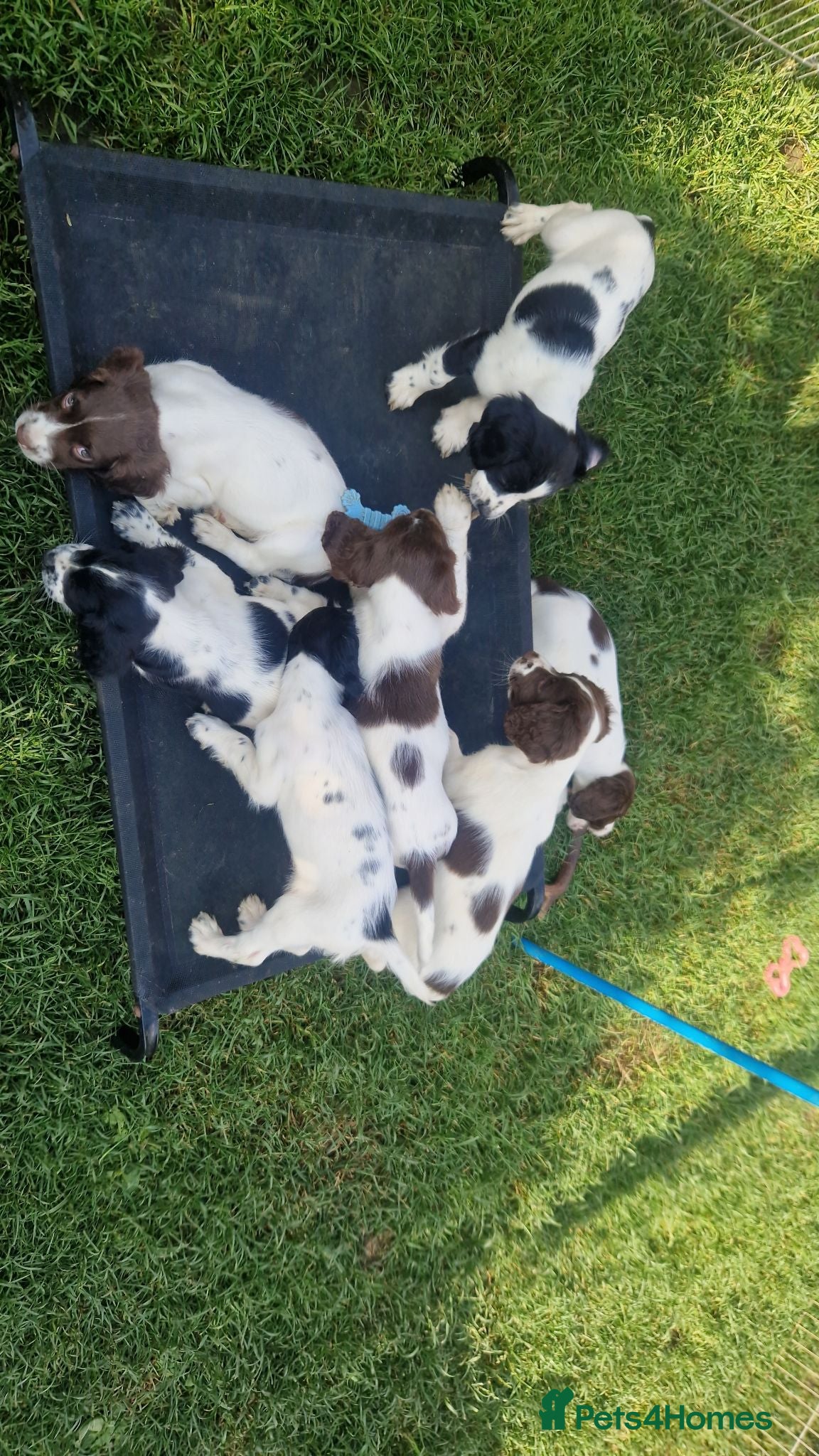 English Springer Spaniel dogs Working springer spaniels - Advert 1