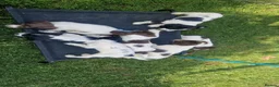 English Springer Spaniel dogs for sale: Working springer spaniels - Advert 1