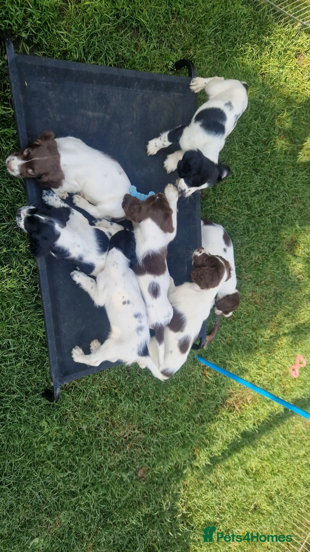 English Springer Spaniel dogs for sale: Working springer spaniels - Advert 1