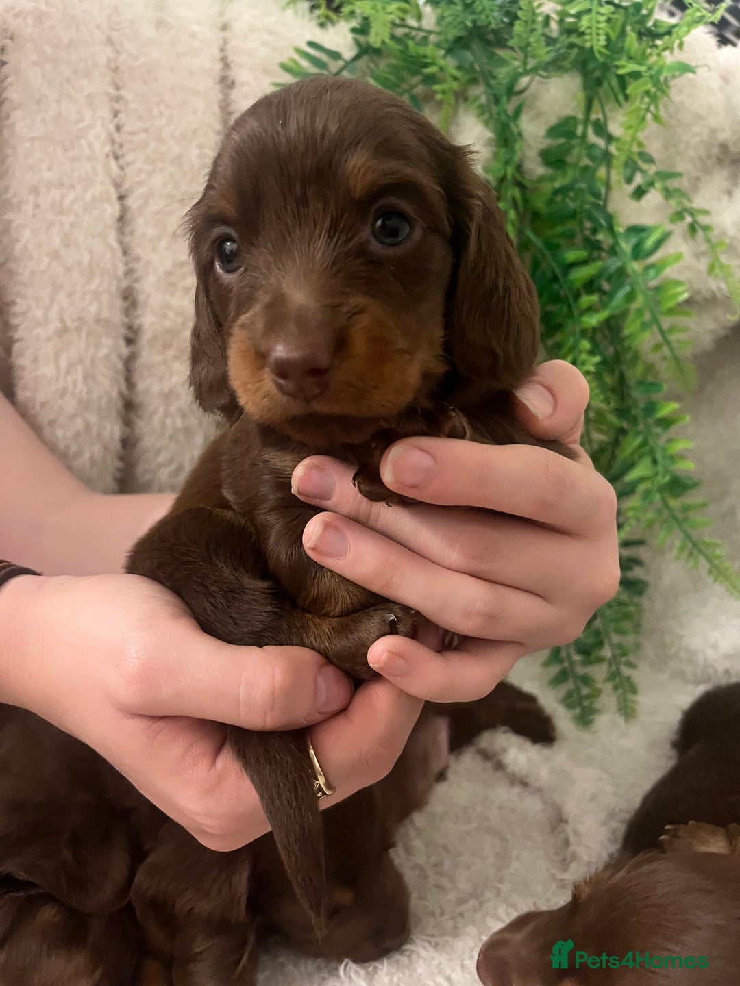 Miniature Dachshund dogs for sale: Long Haired Miniature Dachshunds Chocolate and Tan - Image 4