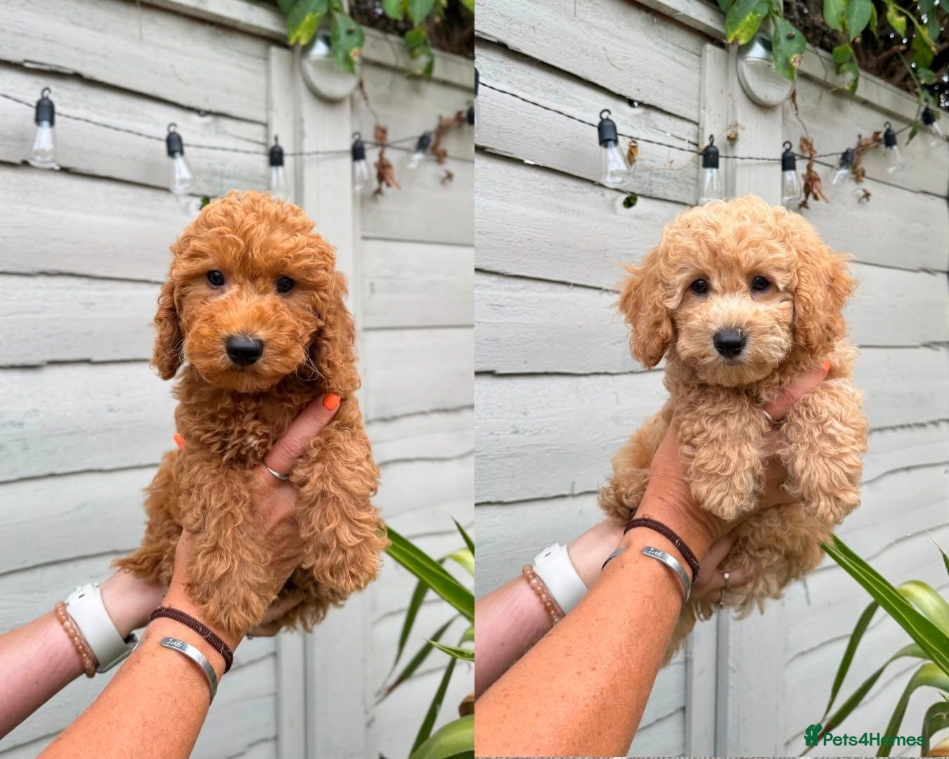Poochon dogs READY NOW - DNA health tested Poochon Puppies 🐶  - Advert 1