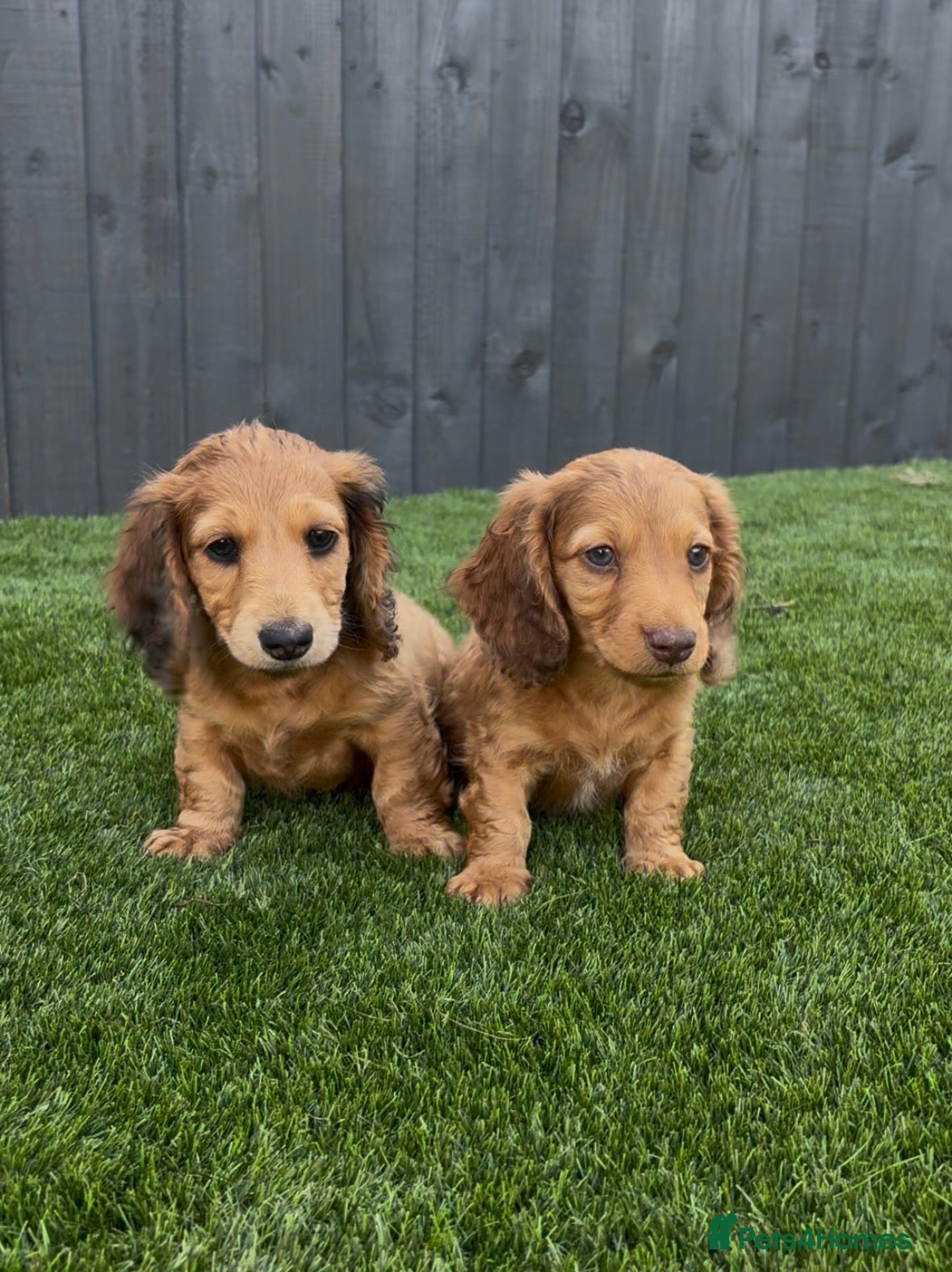 Miniature Dachshund dogs Miniature long Haird Dachshund  - Advert 11
