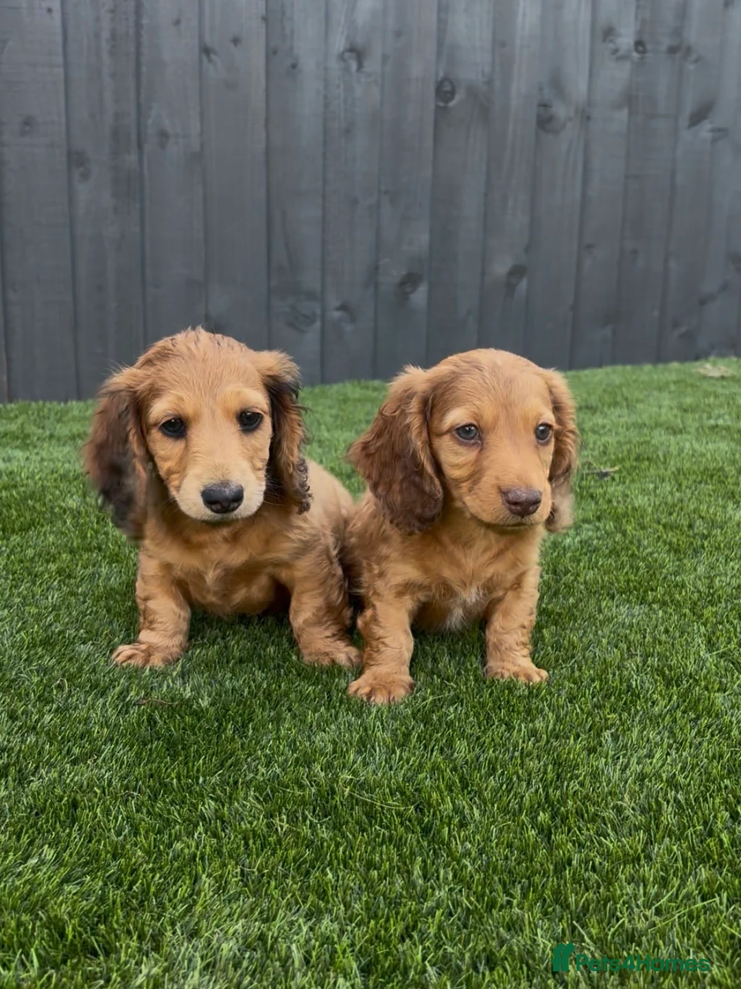 Miniature Dachshund dogs for sale: Miniature long Haird Dachshund  - Advert 1