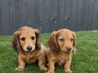 Miniature Dachshund dogs Miniature long Haird Dachshund - Advert 5