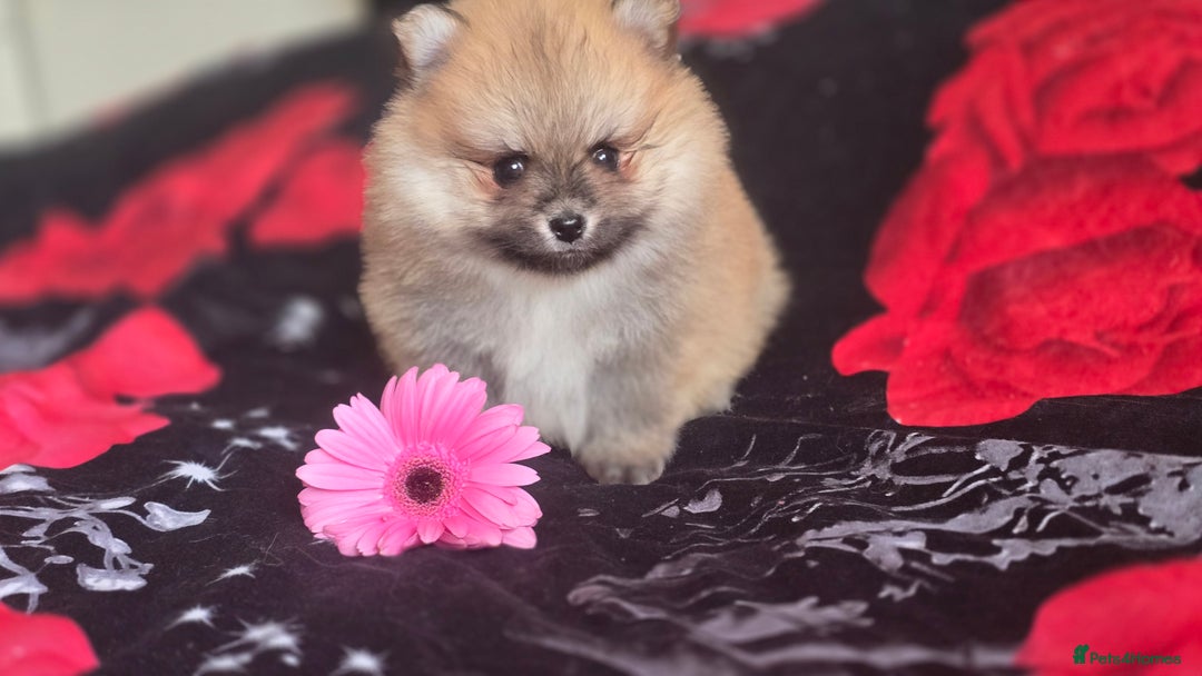 Pomeranian dogs for sale: 🔥XXXS🔥Pomeranian puppies🔥KC reg🔥for sale🔥 - Image 4