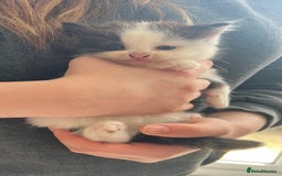 British Shorthair cats for sale: Kittens - Image 10