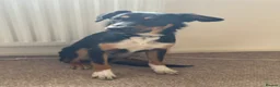 Sprollie dogs for sale: Springer x Collie looking for new home. in Northampton - Advert 12