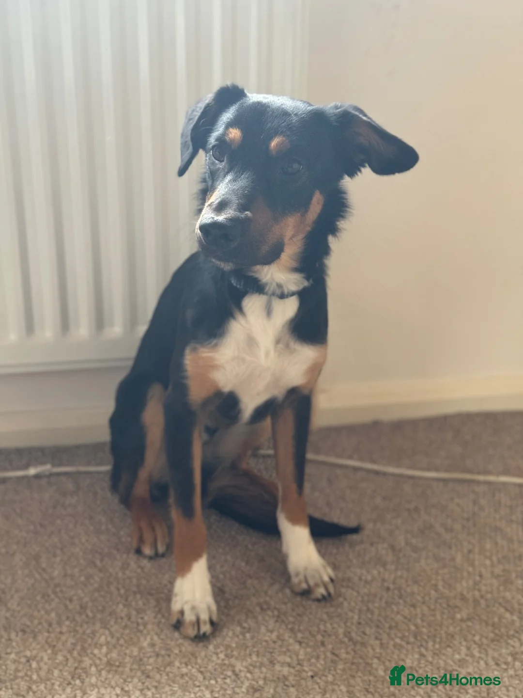 Sprollie dogs for sale: Springer x Collie looking for new home. in Northampton - Advert 12
