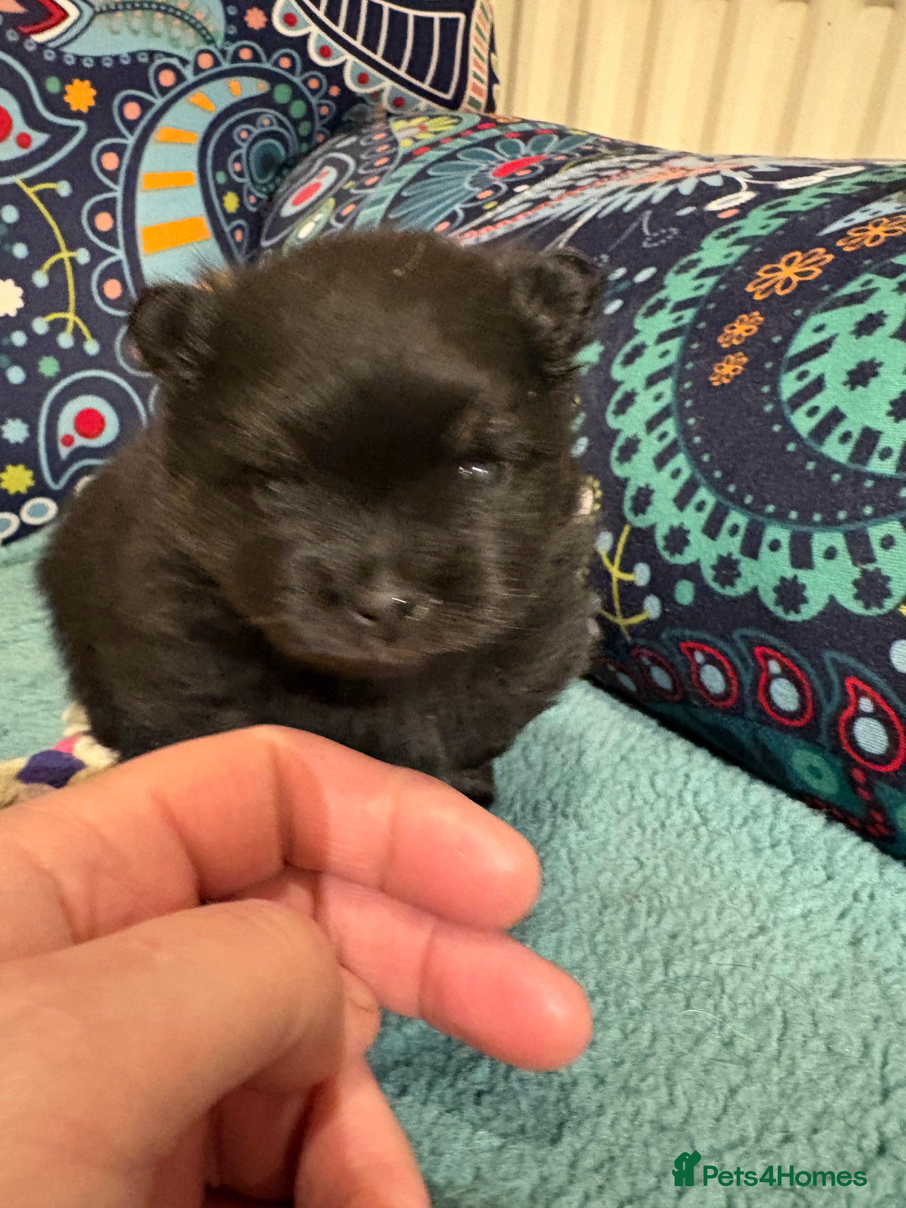 Pomeranian dogs Tiny Female Black Pomeranian Puppy  - Advert 2