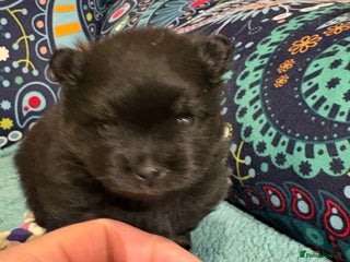 Pomeranian dogs Tiny Female Black Pomeranian Puppy - Advert 15