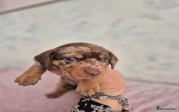 Dachshund dogs for sale: Miniature dachshund puppies PRA CLR - Image 33