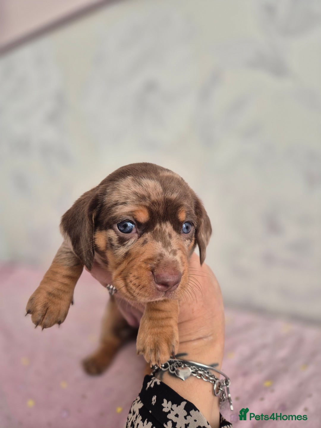 Dachshund dogs for sale: Miniature dachshund puppies PRA CLR - Image 33