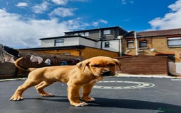 Mixed Breed dogs for sale: Staffy×Serbian Defence Male Puppy – Ready Now - Image 9