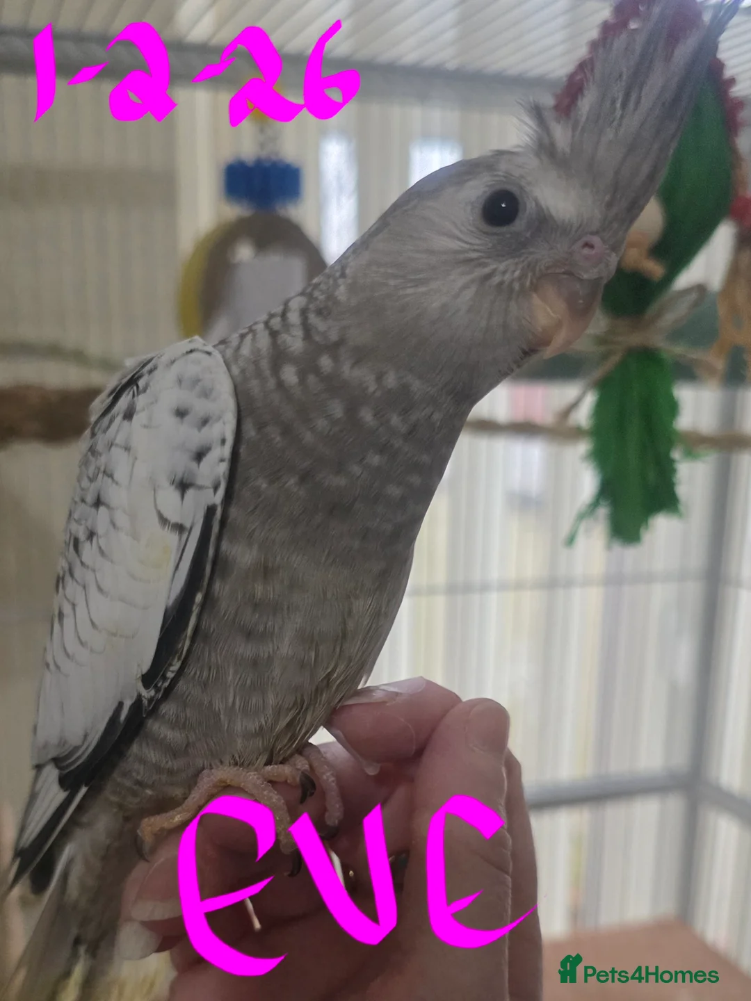 Cockatiels birds for sale: Baby cockatiels mixed  - Advert 14