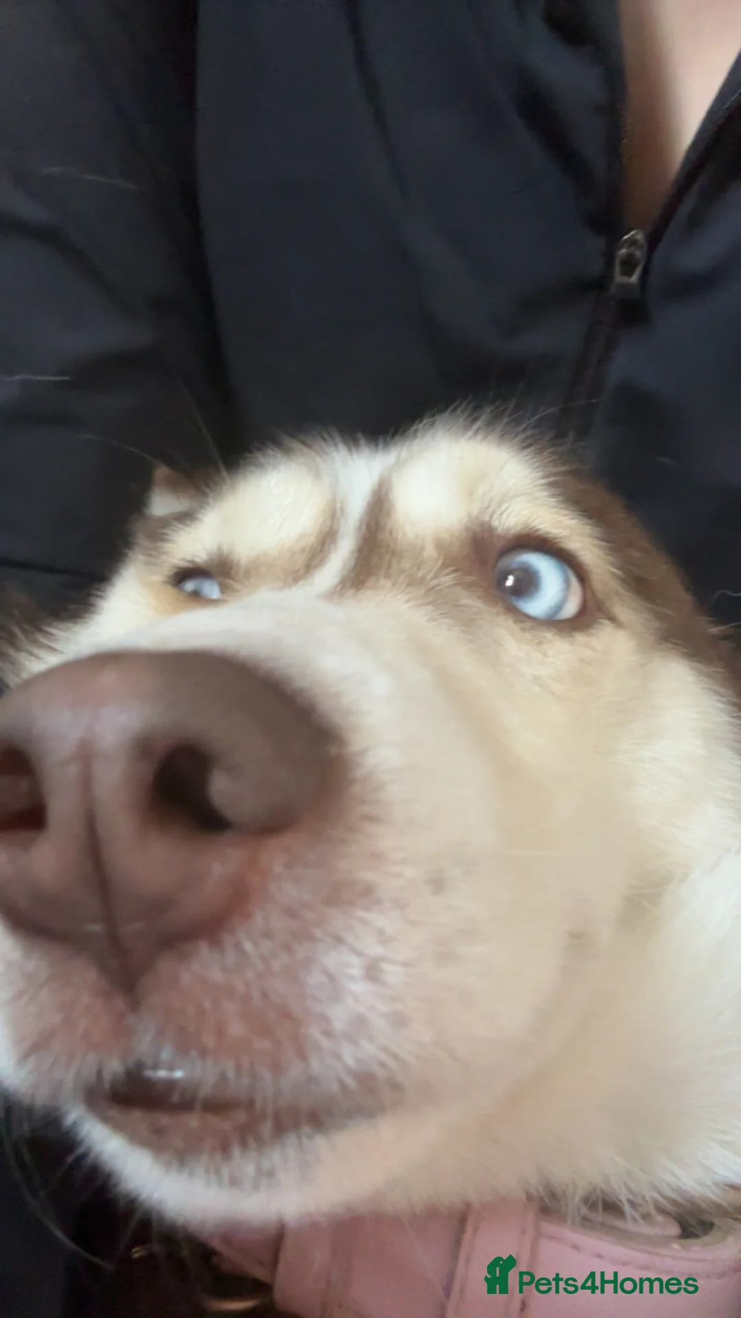 Siberian Husky dogs for sale: Female husky (3 yrs old)  in Prescot - Advert 2