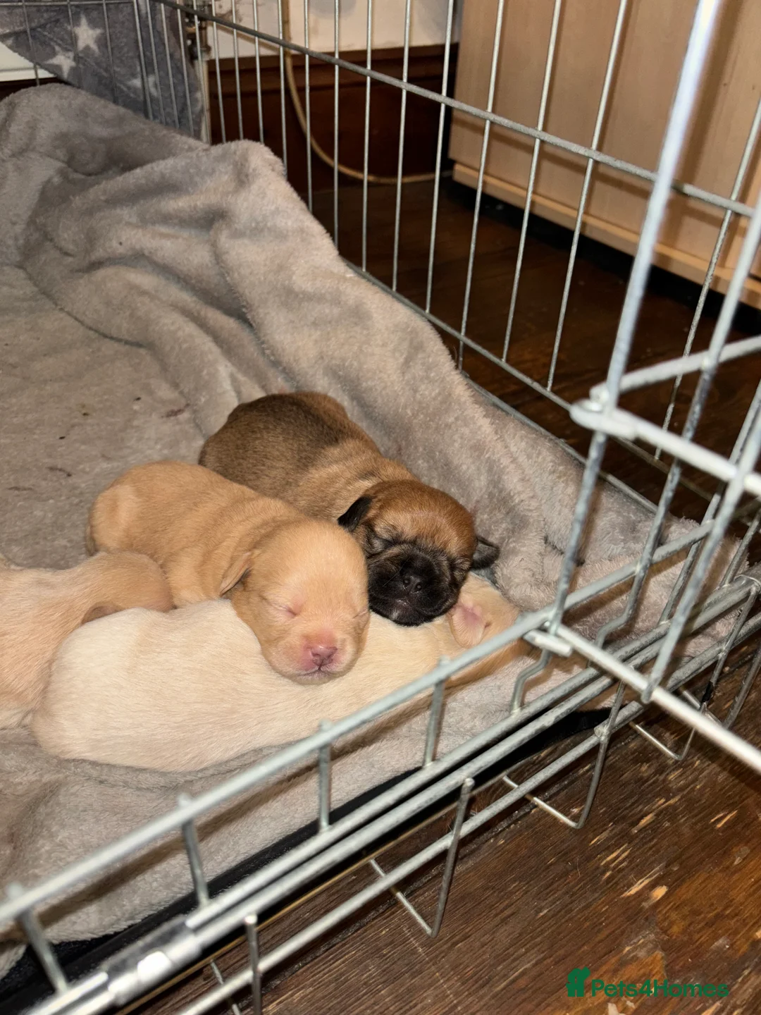 Mixed Breed dogs for sale: Floodles - Advert 6