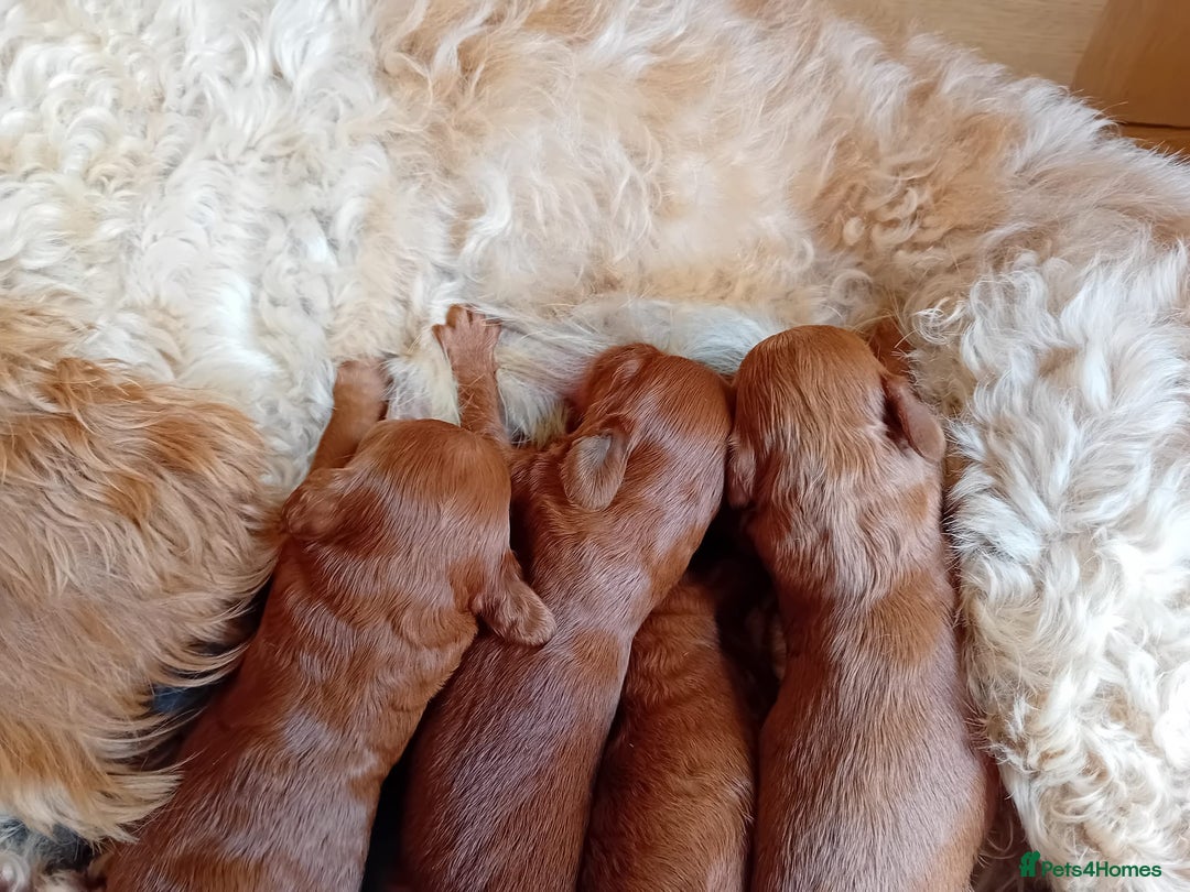 Goldendoodle dogs for sale: Stunning Miniature Goldendoodles - Image 26