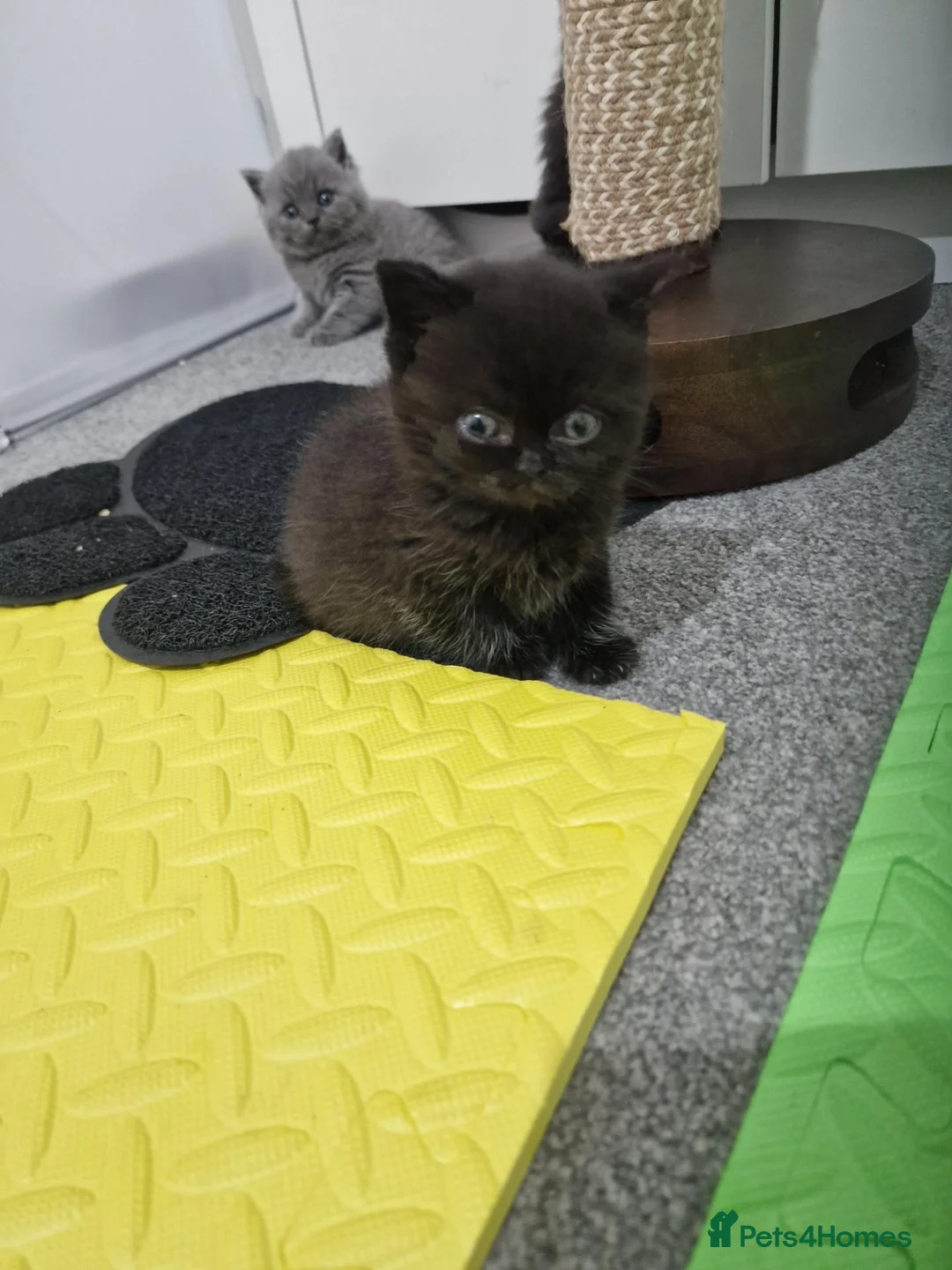 British Shorthair cats for sale: 2 kittens blue & 2 chocolate dark  - Advert 2