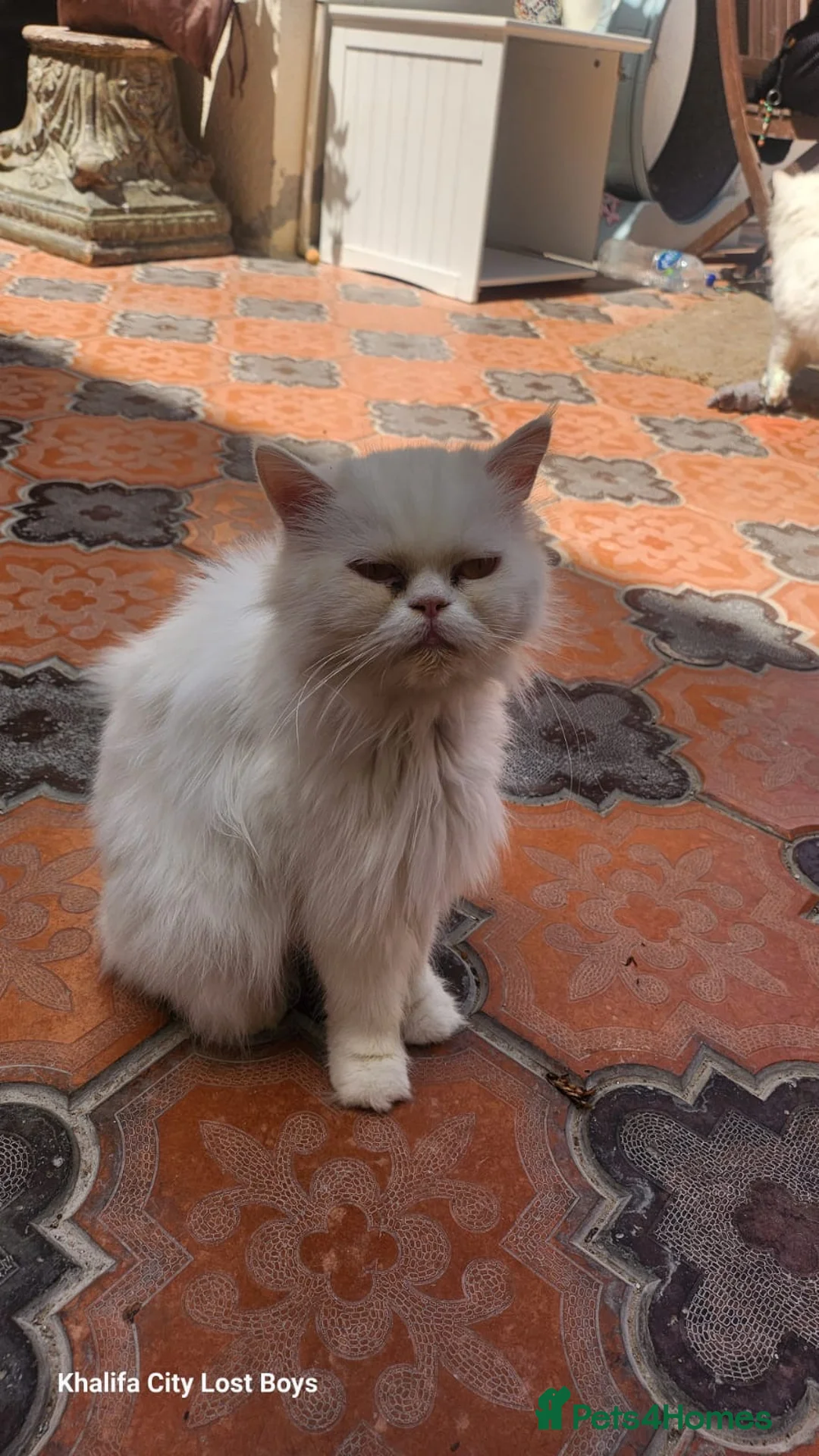 Mixed Breed cats for adoption: Wilhemeina  - Advert 2