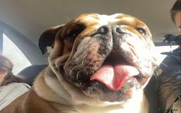 English Bulldog dogs for stud: Blungle needs to be a daddy  - Image 9