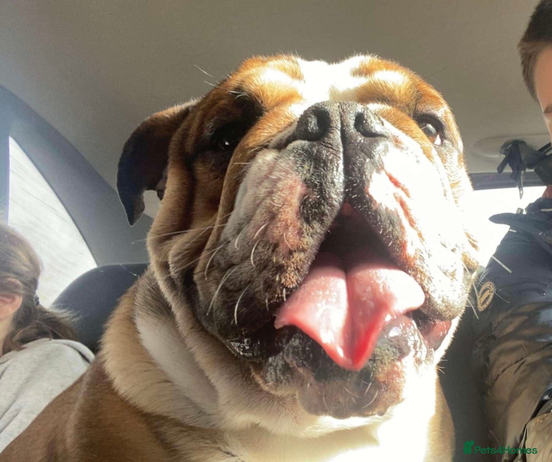 English Bulldog dogs for stud: Blungle needs to be a daddy  - Image 9