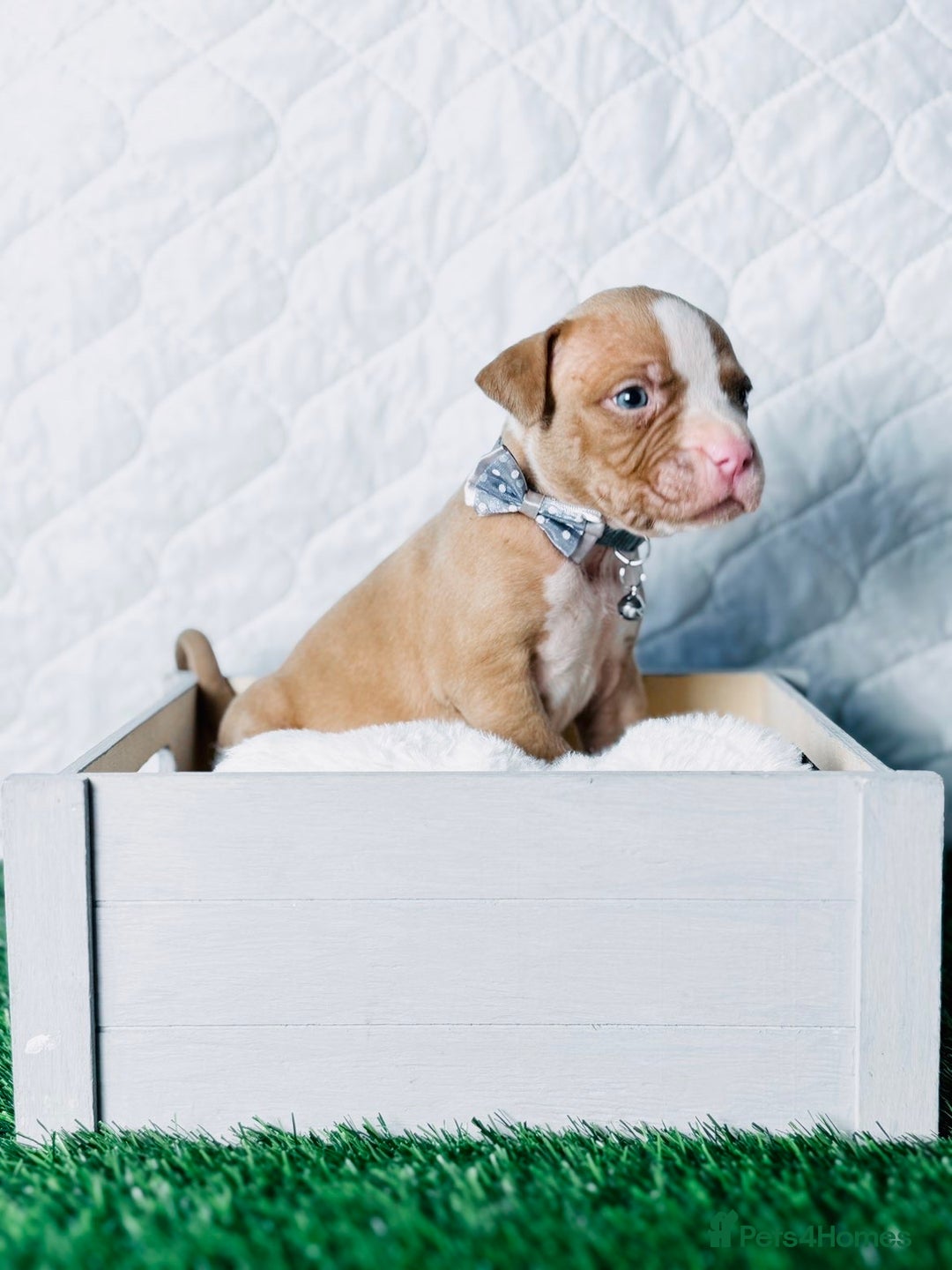 American Bully dogs for sale:  Bully x Staffie pups (2 Boys left) - Advert 9